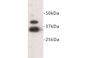 Western Blotting (WB) image for anti-Zinc Finger Protein 42 (ZFP42) (C-Term) antibody (ABIN1855004) (ZFP42 anticorps  (C-Term))