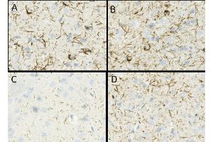 Immunohistochemistry (IHC) image for Synuclein, alpha (SNCA) (full length) (Active) protein (ABIN5651245)