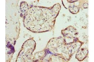 Immunohistochemistry of paraffin-embedded human placenta tissue using ABIN7146563 at dilution of 1:100