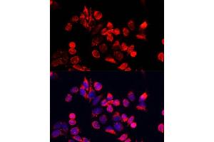 Immunofluorescence analysis of HeLa cells using NFE2L1 antibody (ABIN7268969) at dilution of 1:100. (NFE2L1 anticorps  (AA 515-772))