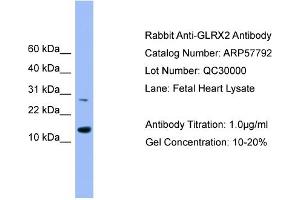 WB Suggested Anti-GLRX2  Antibody Titration: 0. (Glutaredoxin 2 anticorps  (Middle Region))