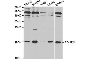 Western blot analysis of extracts of various cell lines, using POLR2I antibody. (POLR2I anticorps)