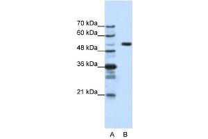 WB Suggested Anti-HCFC1  Antibody Titration: 1.