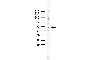 anti-HORMA Domain Containing 1 (HORMAD1) (C-Term) antibody