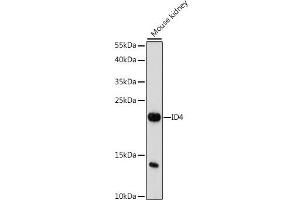 Western blot analysis of extracts of mouse kidney, using ID4 antibody (ABIN7267872) at 1:1000 dilution.
