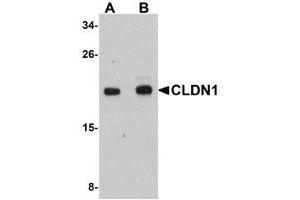 Western blot analysis of CLDN1 in HepG2 cell lysate with AP30236PU-N CLDN1 antibody at (A) 1 and (B) 2 μg/ml. (Claudin 1 anticorps  (C-Term))