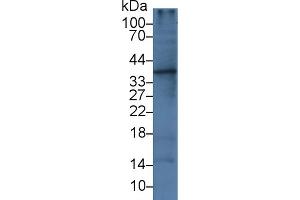Western blot analysis of Rat Liver lysate, using Human IL1a Antibody (3 µg/ml) and HRP-conjugated Goat Anti-Mouse antibody ( (IL1A anticorps  (AA 113-271))
