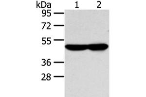 Western blot analysis of TM4 and NIH/3T3 cell using WSB1 Polyclonal Antibody at dilution of 1:350 (WSB1 anticorps)