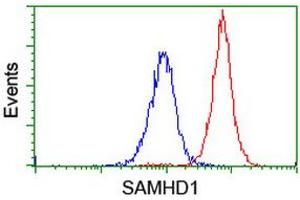 Image no. 4 for anti-SAM Domain and HD Domain 1 (SAMHD1) antibody (ABIN1500798)
