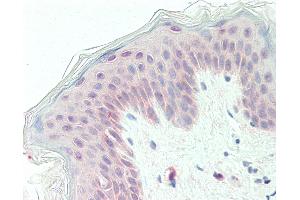 Anti-GPC1 / Glypican antibody IHC staining of human skin. (GPC1 anticorps  (Internal Region))
