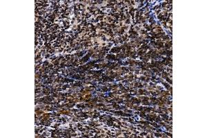 Immunohistochemistry of paraffin-embedded mouse spleen using NELFCD Rabbit pAb (ABIN1683024, ABIN3019182, ABIN3019183 and ABIN6220747) at dilution of 1:50 (40x lens).