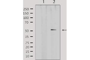 Western blot analysis of lysates from mouse brain, using ADRA Antibody.