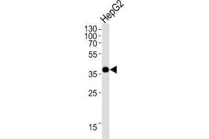 Western Blotting (WB) image for anti-Olfactory Receptor, Family 1, Subfamily L, Member 3 (OR1L3) antibody (ABIN3004734) (OR1L3 anticorps)