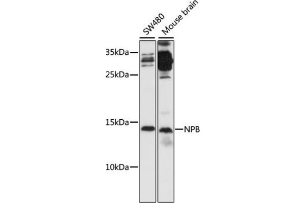 Neuropeptide B antibody  (AA 1-125)