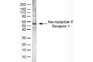 NPY1R antibody  (AA 365-378)