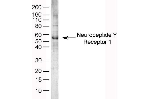 NPY1R Antikörper  (AA 365-378)