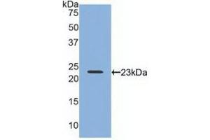 Western blot analysis of recombinant Human RLN2. (Relaxin 2 anticorps  (AA 1-186))