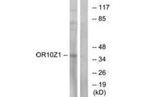 Western blot analysis of extracts from COS7 cells, using OR10Z1 Antibody. (OR10Z1 anticorps  (AA 201-250))