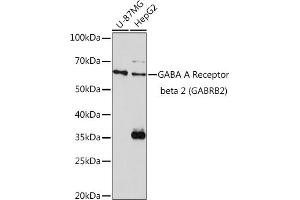 Western blot analysis of extracts of various cell lines, using GABA A Receptor beta 2 (GABA A Receptor beta 2 (G)) Rabbit pAb (ABIN3015661, ABIN3015662, ABIN3015663, ABIN1679930 and ABIN6219009) at 1:1000 dilution. (GABRB2 anticorps  (AA 26-244))