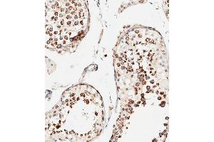 Immunohistochemical analysis of paraffin-embedded human testis tissue using (ABIN1537893 and ABIN2848739) performed on the Leica® BOND RXm.