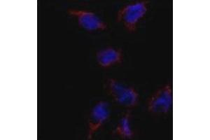 Immunofluorescence analysis of BMP7 antibody and HeLa cells. (BMP7 anticorps  (AA 15-44))