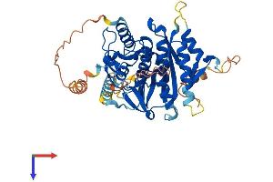AlphaFold protein structure predicition of Mouse Recombinant Atg4c Protein, UniprotID Q811C2