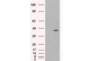 Image no. 1 for anti-Hydroxysteroid (11-Beta) Dehydrogenase 1 (HSD11B1) (C-Term) antibody (ABIN374673) (HSD11B1 anticorps  (C-Term))