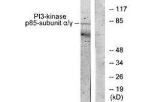 Western blot analysis of extracts from COS7 cells, treated with H2O2 100uM 30', using PI3-kinase p85-alpha/gamma (Ab-467/199) Antibody. (PI3K p85 alpha/gamma anticorps  (AA 436-485))