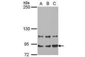 Image no. 1 for anti-Mediator Complex Subunit 16 (MED16) (AA 65-354) antibody (ABIN1499361) (MED16 anticorps  (AA 65-354))