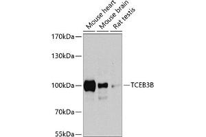 Western blot analysis of extracts of various cell lines, using TCEB3B antibody  at 1:1000 dilution. (TCEB3B anticorps  (AA 534-753))