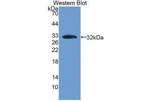 Western blot analysis of recombinant Human BMPER. (BMPER anticorps  (AA 40-298))