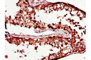 Immunohistochemistry of paraffin-embedded human testis tissue using ABIN7164882 at dilution of 1:100 (PCOTH anticorps  (AA 50-100))