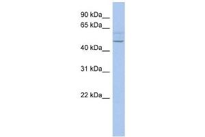PWWP2B antibody used at 1 ug/ml to detect target protein. (PWWP2B anticorps  (N-Term))