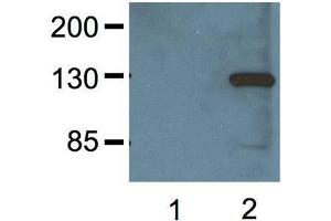 1:000 (1μg/mL) Ab dilution probed against HEK293 cells transfected with V5-tagged protein vector, untransfected (1) and transfected (2) (V5 Epitope Tag anticorps)