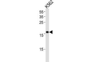 Western Blotting (WB) image for anti-Polymerase (DNA Directed), epsilon 3 (p17 Subunit) (POLE3) antibody (ABIN3003136)