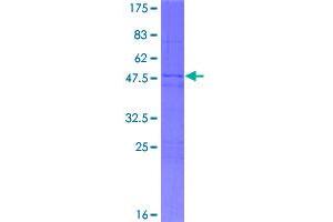 Image no. 1 for Mediator Complex Subunit 19 (MED19) (AA 1-194) protein (GST tag) (ABIN1310646)