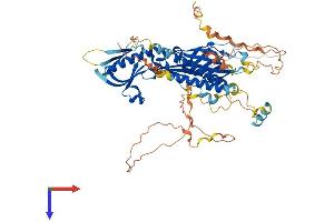 AlphaFold protein structure predicition of Human Recombinant RTKN2 Protein, UniprotID Q8IZC4