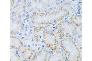 Immunohistochemistry of paraffin-embedded Mouse kidney using ASB4 Polyclonal Antibody at dilution of 1:100 (40x lens). (ASB4 anticorps)
