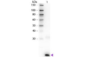 Western Blot of Rabbit anti-Human IL-3 Biotin Conjugated Antibody. (IL-3 anticorps  (Biotin))