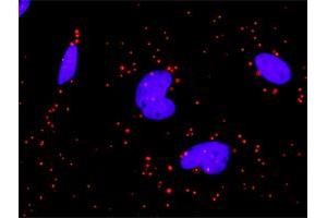 Proximity Ligation Analysis of protein-protein interactions between PDGFRA and PIK3R1. (PIK3R1 anticorps  (AA 1-454))
