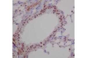 Immunohistochemical analysis of paraffin-embedded mouse lung, using RUNX1/RUNX2/RUNX3 Antibody. (Recombinant RUNX1,RUNX2,RUNX3 anticorps)