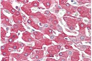 Image no. 2 for anti-Fructose-1,6-Bisphosphatase 1 (FBP1) (AA 114-163) antibody (ABIN1494672)