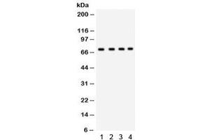 Western blot testing of human 1) A549, 2) HeLa, 3) HePG2 and 4) MCF7 lysate with Ku70 antibody.