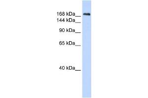 WB Suggested Anti-CNTNAP1 Antibody Titration:  0. (CNTNAP1 anticorps  (N-Term))