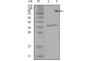 Western Blot showing EphA3 antibody used against truncated Trx-EphA3 recombinant protein (1) and truncated EphA3 (aa566-983)-hIgGFc transfected CHO-K1 cell lysate (2). (EPH Receptor A3 anticorps  (AA 751-983))