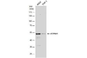 WB Image ATP5A1 antibody detects ATP5A1 protein by western blot analysis.