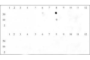 Dot blot of Histone H3 trimethyl Lys9 antibody. (Histone 3 anticorps  (H3K9me3))