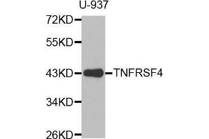 Western blot analysis of extracts of U-937 cell line, using TNFRSF4 antibody. (TNFRSF4 anticorps  (AA 100-200))