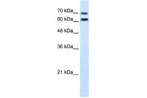 WB Suggested Anti-FAM55D Antibody Titration:  5. (FAM55D anticorps  (C-Term))