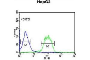 Flow cytometric analysis of HepG2 cells using FBXO3 Antibody (C-term) Cat.